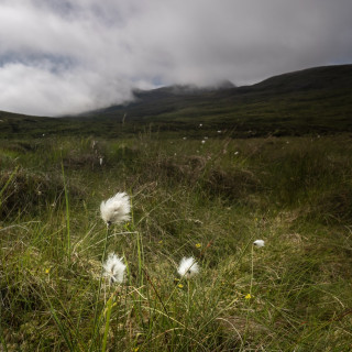 Biodiversity uplift