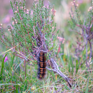 Biodiversity uplift 