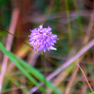 Biodiversity uplift